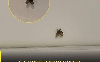 De badkamervlieg die in veel huizen voorkomt en wat kan erop wijzen dat hij aanwezig is?