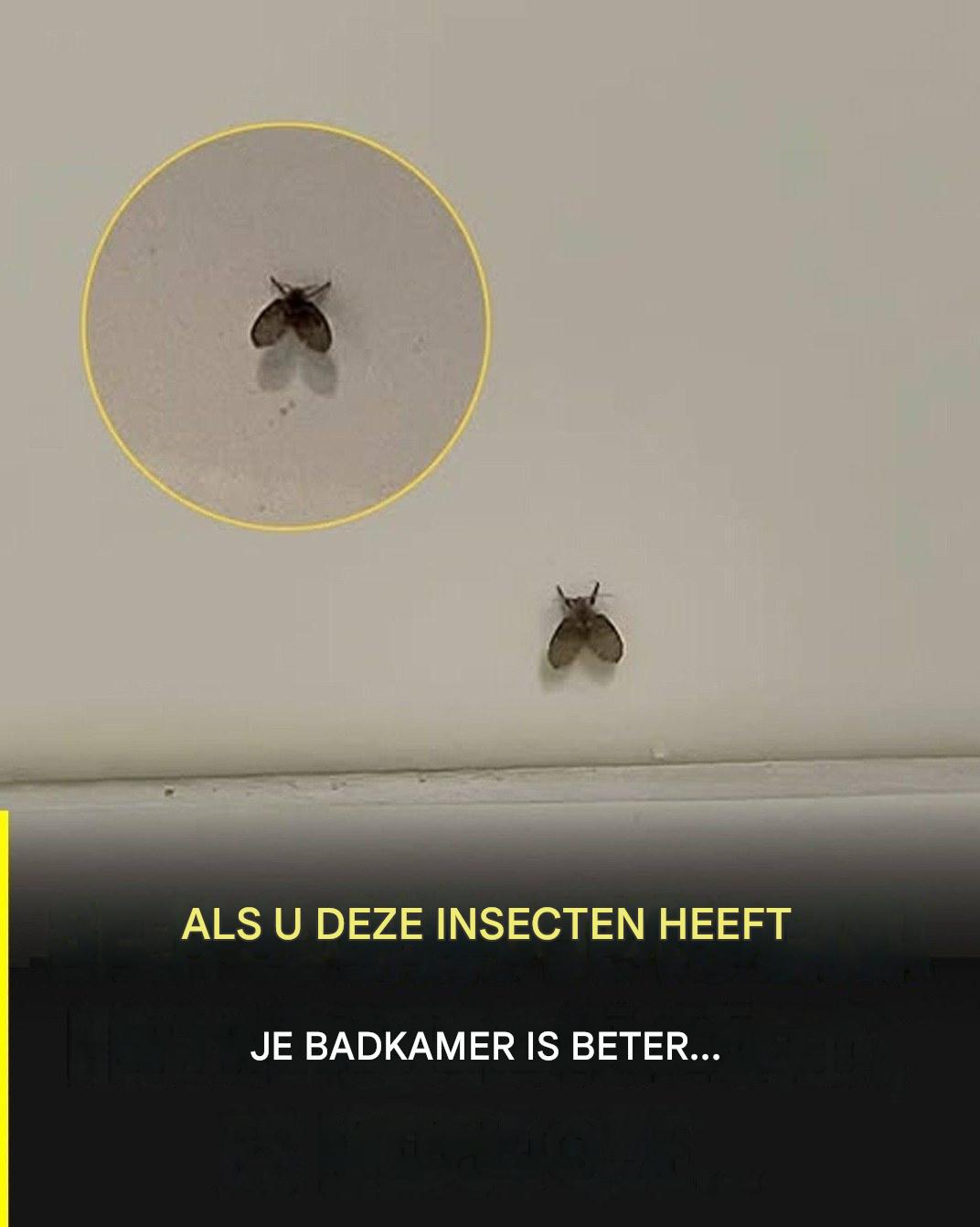 De badkamervlieg die in veel huizen voorkomt en wat kan erop wijzen dat hij aanwezig is?