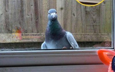 Wist je dat als een duif je huis bezoekt, dat een teken is van… Lees meer