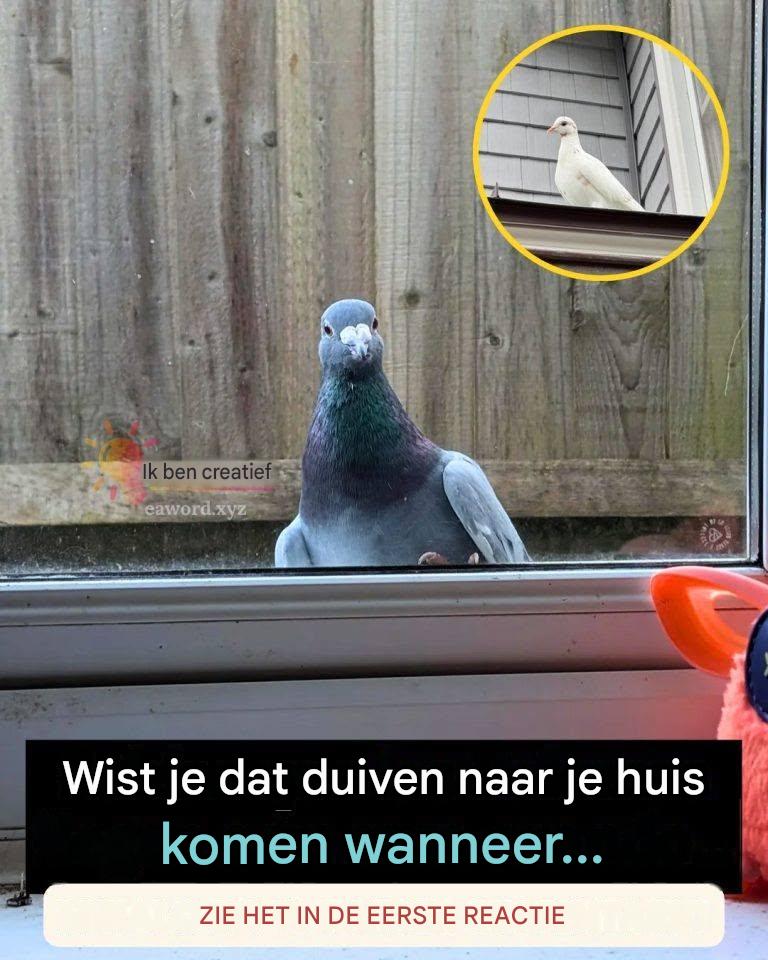 Wist je dat als een duif je huis bezoekt, dat een teken is van… Lees meer
