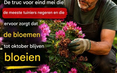 Bloeimeststof: de vergeten truc die rododendrons helpt om tot in de herfst opnieuw te bloeien.