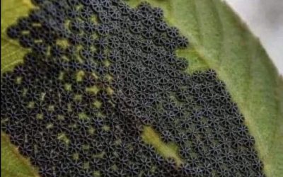 Nymphalis antiopa: waarom deze vreemde eieren goed nieuws zijn voor uw tuin