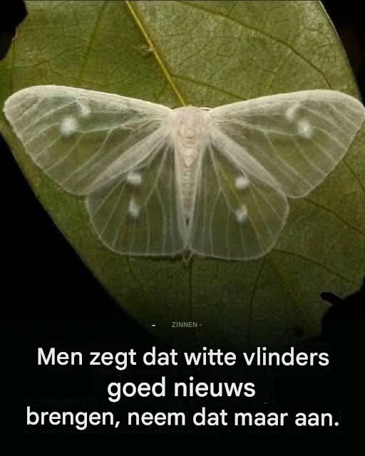 De betekenis ervan is in de loop der jaren veranderd; aanvankelijk werden ze geassocieerd met een slecht voorteken, maar andere stromingen verbinden ze met transformatie en hernieuwde energie.