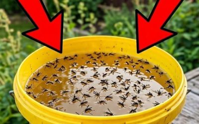 Zelfgemaakte muggenval: een eenvoudige en natuurlijke methode