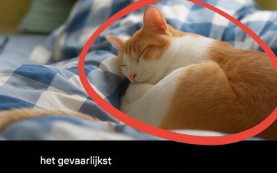 Wist je dat dit de ernstigste ziekte is die je kunt oplopen door met katten te slapen?