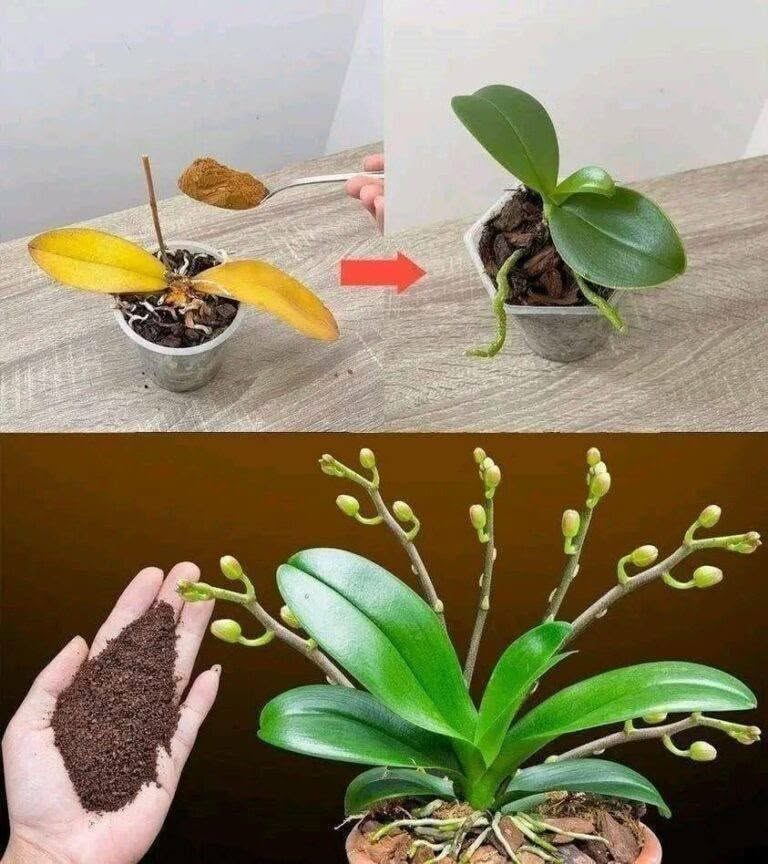 Slechts een theelepel, en plotseling bloeit de orchidee op wonderbaarlijke wijze met een overvloed aan bloemen.