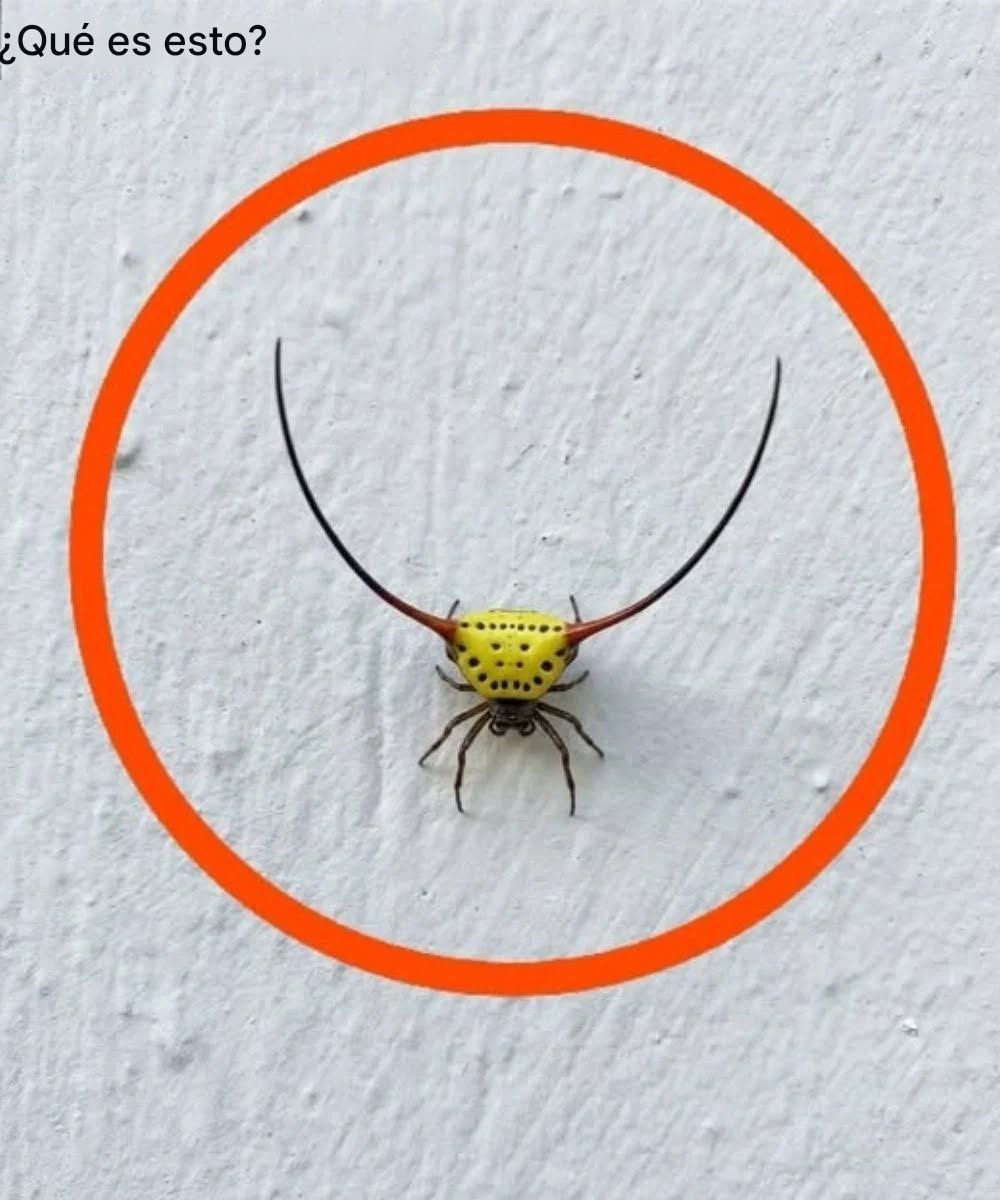 Gisteravond ging ik de garage in, deed het licht aan en zag dit op de muur. Ik ben volwassen, maar eerlijk gezegd schrok ik er echt van. Later, toen de schrik was weggezakt, bekeek ik het nog eens goed om te ontdekken wat het was, maar het lukte me niet. Weet iemand wat het is? Het antwoord staat in de eerste reactie.