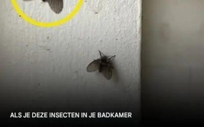 De toiletvlieg die in veel huizen voorkomt en de tekenen waaraan je hem kunt herkennen.