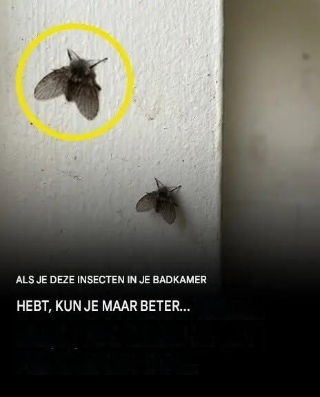 De toiletvlieg die in veel huizen voorkomt en de tekenen waaraan je hem kunt herkennen.