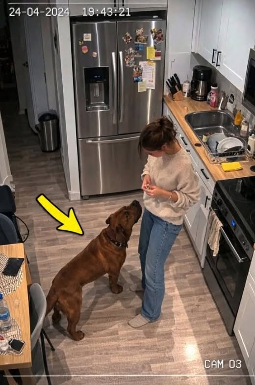 De hond die beschuldigd werd, probeerde in werkelijkheid zijn baasje te redden.