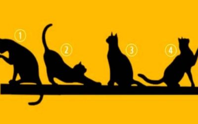 Kies een KAT en we onthullen iets belangrijks over je leven.
