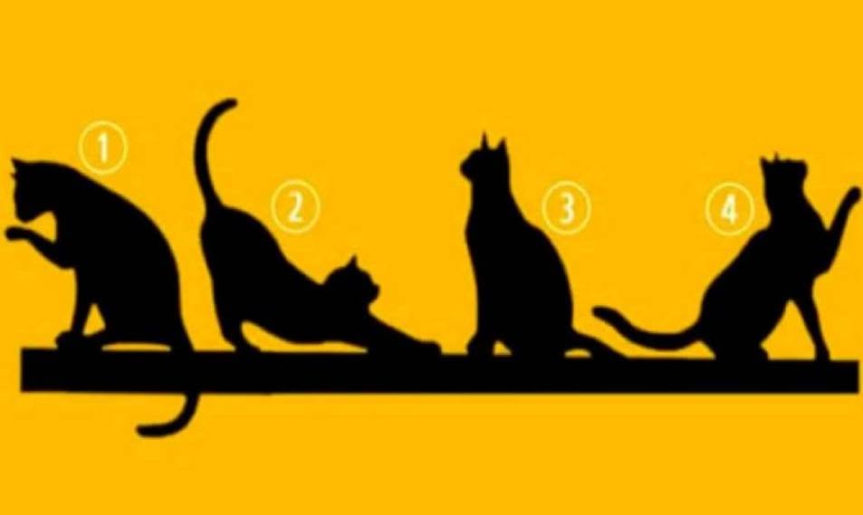 Kies een KAT en we onthullen iets belangrijks over je leven.