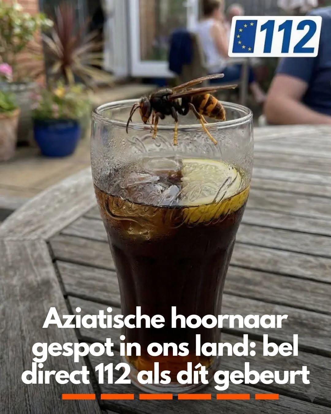 Aziatische hoornaar gespot in ons land: bel direct 112 als dít gebeurt