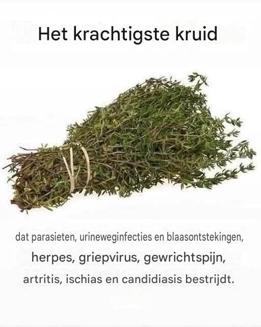 HET KRACHTIGSTE KRUID VOOR DE BESTRIJDING VAN PARASIETEN, Urineweg- EN BLAASINFECTIES, HERPES EN GRIEPVIRUSSEN