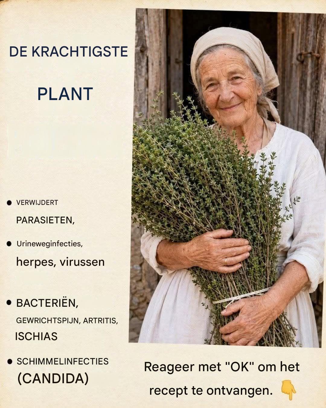Het krachtigste kruid: de gezondheids- en welzijnsvoordelen van tijm