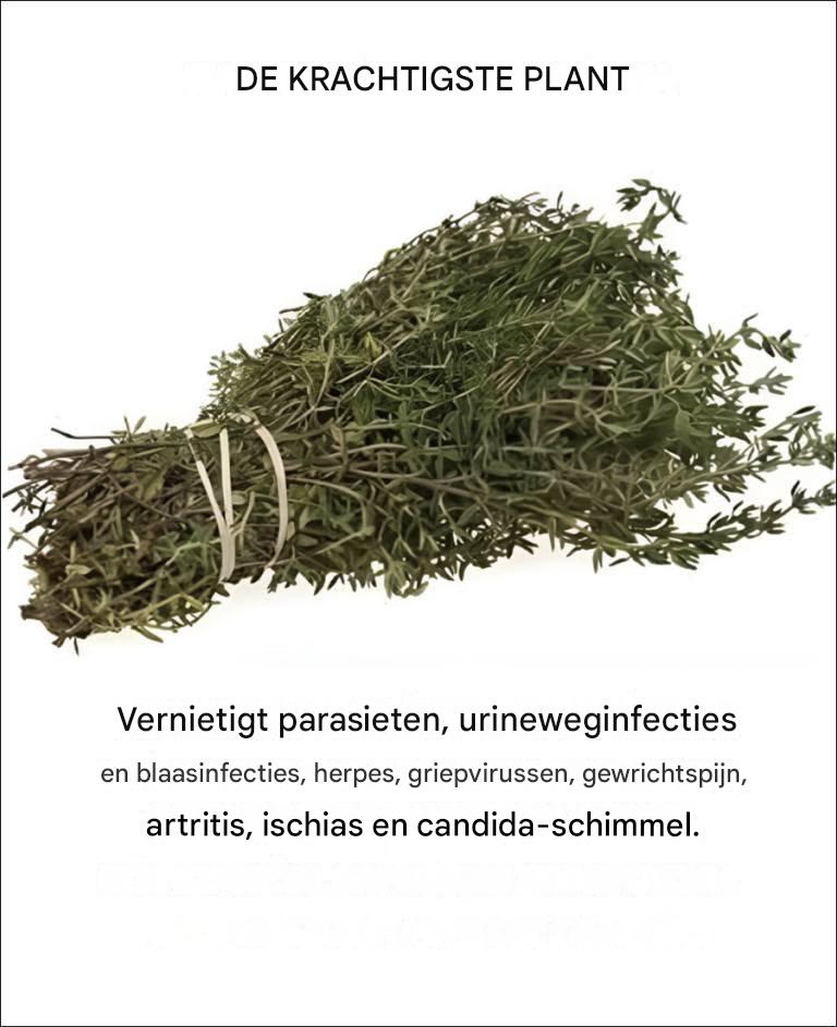 Het is een van de krachtigste planten ter wereld.