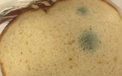 Wat zijn die groene vlekjes op het brood? Ik durf het niet op te eten, laat staan ​​dat ik mijn kinderen ervan laat eten. Mijn schoonmoeder zegt dat het onschadelijk is en dat ik het niet moet weggooien.