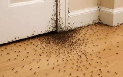 Als mieren je huis binnendringen, probeert het universum je het volgende te vertellen.