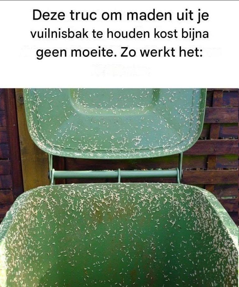 Maden in je vuilnisbak? Zo voorkom je dat ze de overhand krijgen.