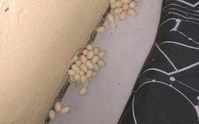 Meikeverlarven: zeven natuurlijke methoden om er vanaf te komen