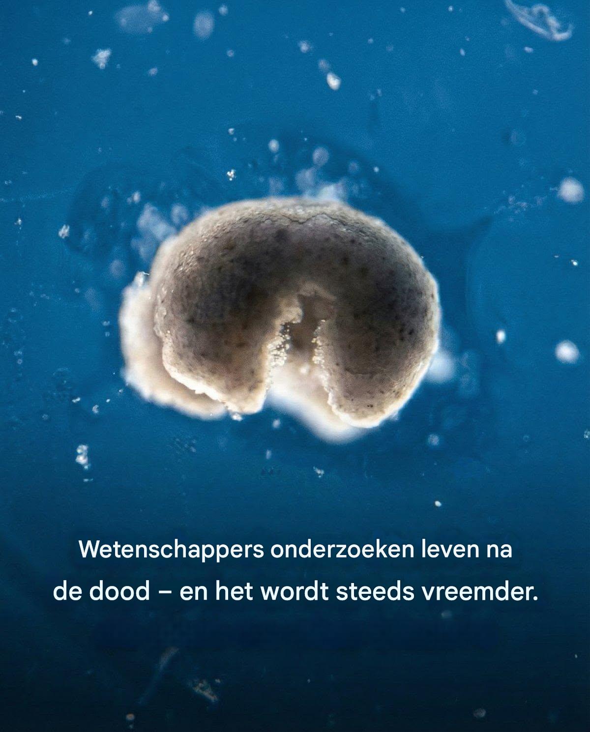 Wetenschappers onderzoeken leven na de dood – en het wordt steeds vreemder.