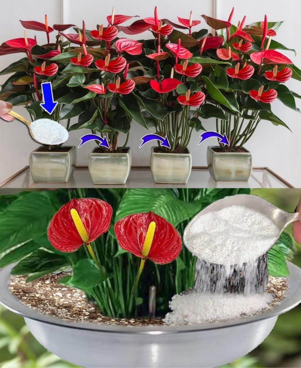 Een theelepel is genoeg voor elke plant, en alles zal prachtig bloeien.