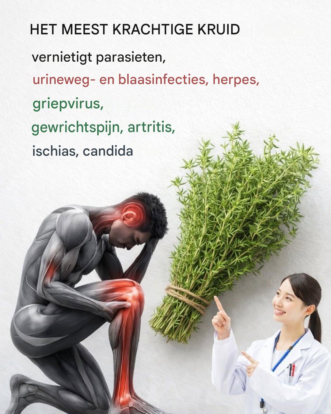 Het krachtigste kruid… Meer details in het eerste reactiegedeelte hieronder.