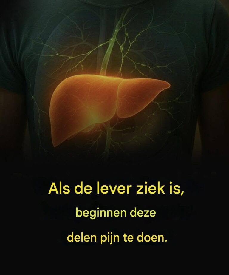 Als de lever ziek is, beginnen deze delen pijn te doen.