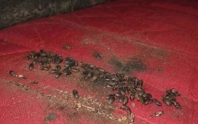 Het was avond. Ik kwam uitgeput thuis en ging op mijn bed liggen. Even later hoorde ik een vreemd geluid onder het matras vandaan komen. Toen ik het matras optilde, zag ik dit. Ik verstijfde echt. Nadat de schrik was weggezakt, ben ik verder gaan onderzoeken wat het was. Weet iemand het? Kijk in de eerste reactie voor het antwoord.