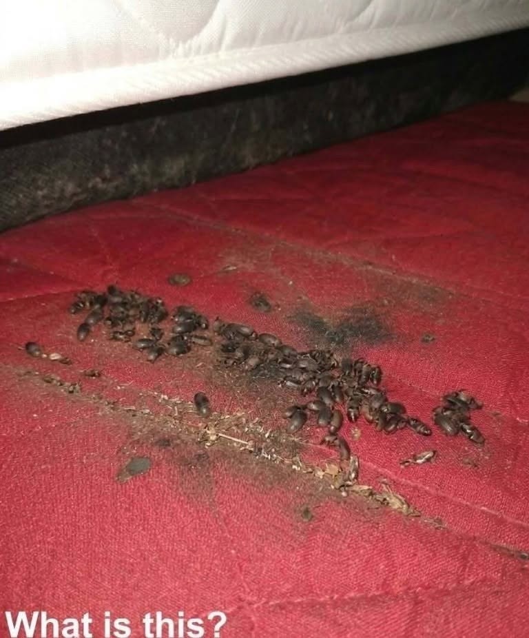 Het was avond. Ik kwam uitgeput thuis en ging op mijn bed liggen. Even later hoorde ik een vreemd geluid onder het matras vandaan komen. Toen ik het matras optilde, zag ik dit. Ik verstijfde echt. Nadat de schrik was weggezakt, ben ik verder gaan onderzoeken wat het was. Weet iemand het? Kijk in de eerste reactie voor het antwoord.