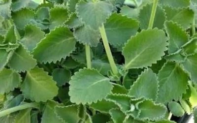 Als je deze plant in huis hebt, bezit je een schat zonder dat je het wist.