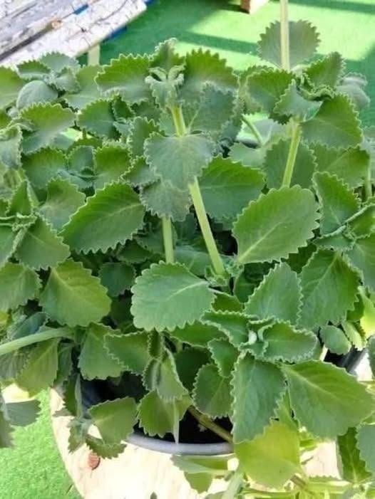 Als je deze plant in huis hebt, bezit je een schat zonder dat je het wist.