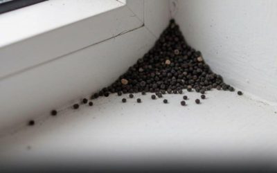 Wat zijn die vreemde zwarte puntjes in je keuken?