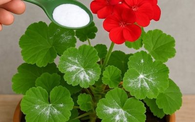 Zo krijg je geraniums vol bloemen: je moet ze op deze manier water geven om ze altijd gezond en sterk te houden.