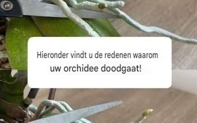 Hier volgen de redenen waarom uw orchideeëndeur zo bijzonder is!