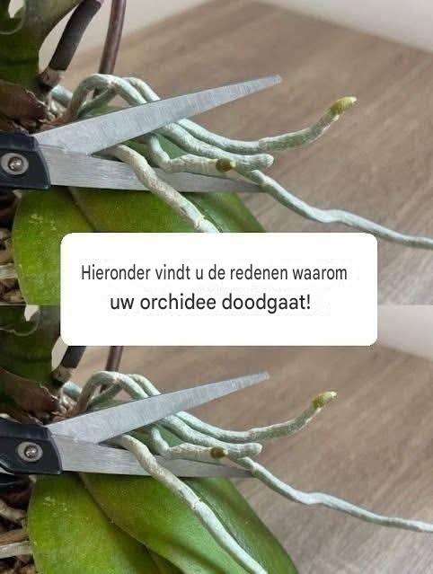 Hier volgen de redenen waarom uw orchideeëndeur zo bijzonder is!