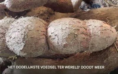 Het dodelijkste voedsel ter wereld eist jaarlijks meer dan 200 levens en wordt nog steeds door 500 miljoen mensen gegeten.