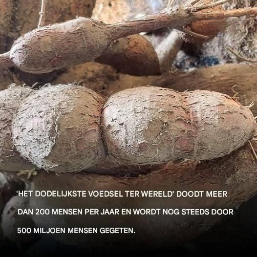 Het dodelijkste voedsel ter wereld eist jaarlijks meer dan 200 levens en wordt nog steeds door 500 miljoen mensen gegeten.