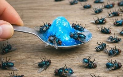 Ze gaan allemaal direct dood! Vliegen zijn in een handomdraai verdwenen – zonder gif en zonder geld uit te geven.