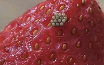 Witte wormpjes in aardbeien? Wat gebeurt er als je bessen in zout water weekt (en of ze dan nog steeds veilig zijn om te eten)?