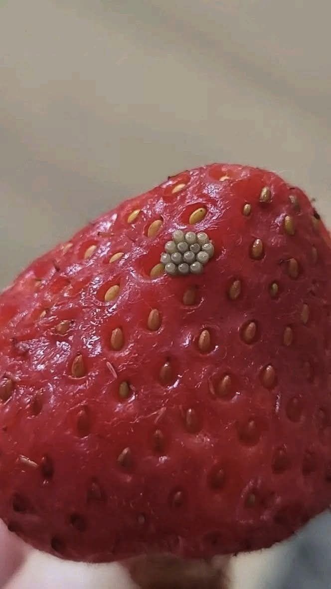 Witte wormpjes in aardbeien? Wat gebeurt er als je bessen in zout water weekt (en of ze dan nog steeds veilig zijn om te eten)?