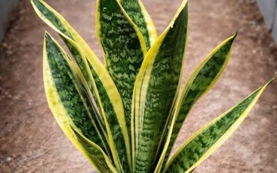 Als je deze plant in huis hebt, dan heb je… zie meer