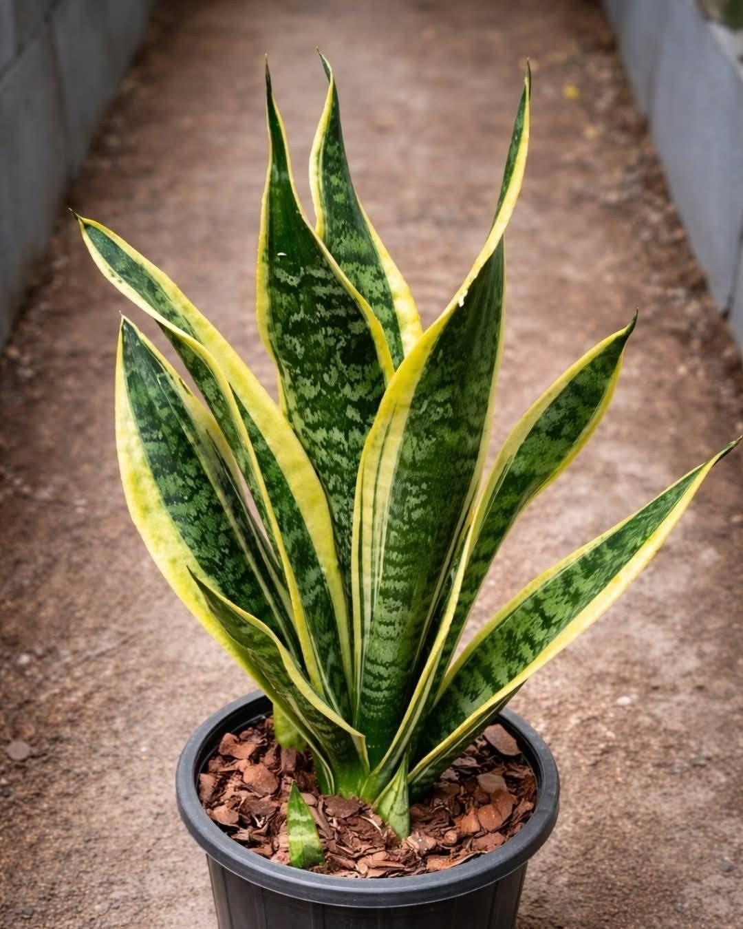 Als je deze plant in huis hebt, dan heb je… zie meer