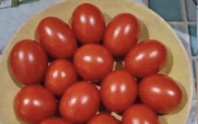 Oogtest!! Tel de tomaten: zijn het er 12 of 13???