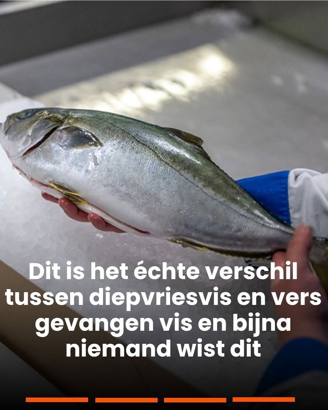 Het verschil tussen diepvriesvis en vers gevangen vis