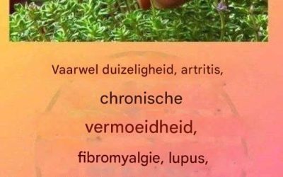 De stille kracht van de natuur: kruiden die balans, energie en welzijn ondersteunen