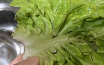 Ze koopt een salade bij Aldi en doet een vreselijke ontdekking: “sporen van…”