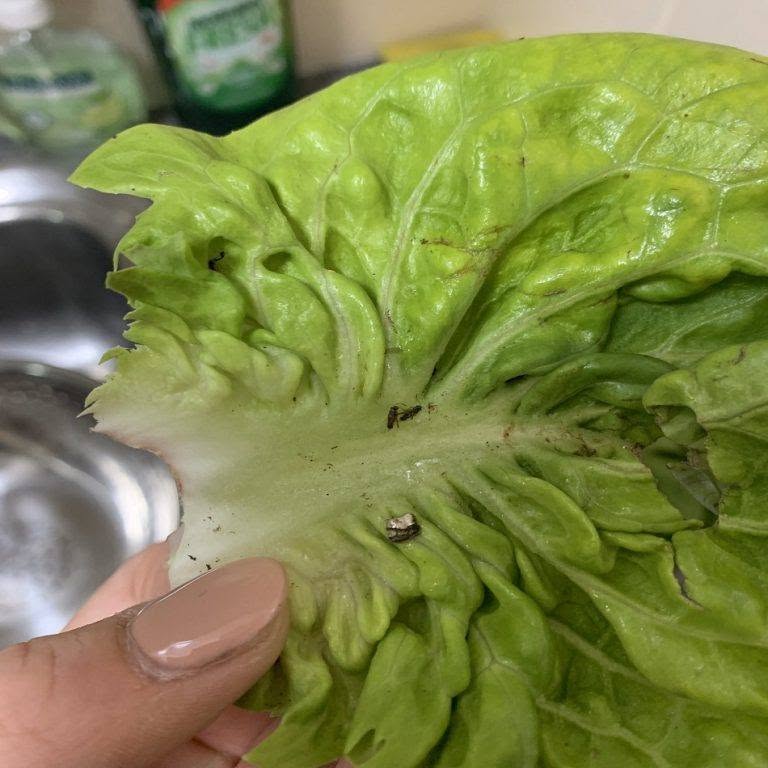 Ze koopt een salade bij Aldi en doet een vreselijke ontdekking: “sporen van…”