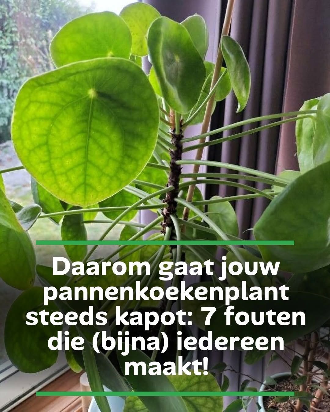 Daarom gaat jouw pannenkoekenplant steeds kapot: 7 fouten die (bijna) iedereen maakt!