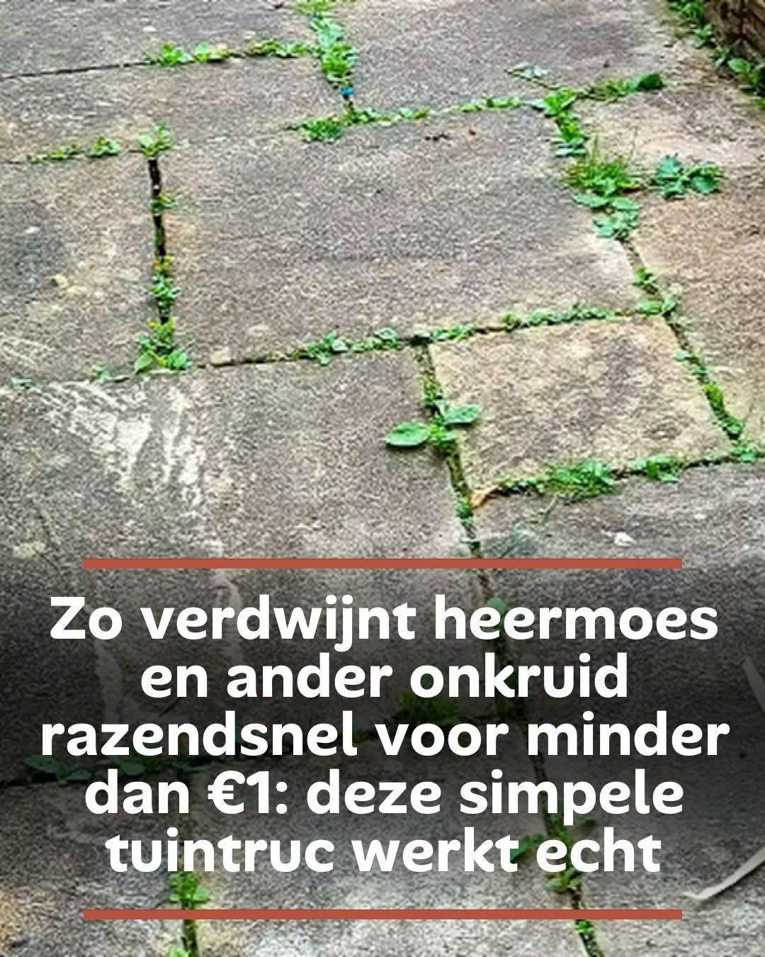 Zo verdwijnt heermoes en ander onkruid razendsnel voor minder dan €1: deze simpele tuintruc werkt echt